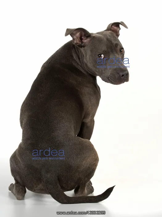 : Dog Staffordshire Bull Terrier : Dog Staffordshire Bull Terrier