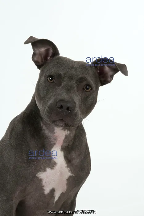 : Dog Staffordshire Bull Terrier : Dog Staffordshire Bull Terrier