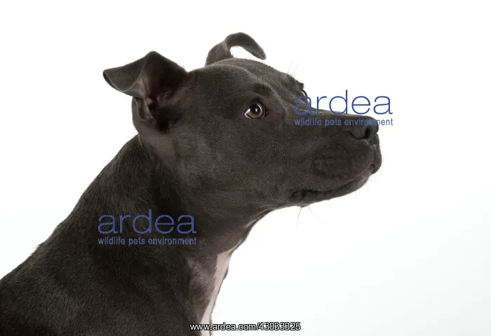 : Dog Staffordshire Bull Terrier : Dog Staffordshire Bull Terrier