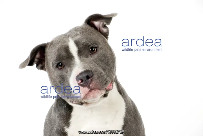 : Dog - Staffordshire Bull Terrier head & shoulders : Dog - Staffordshire Bull Terrier head & shoulders
