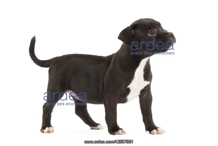  : Dog - Staffordshire Bull Terrier - puppy