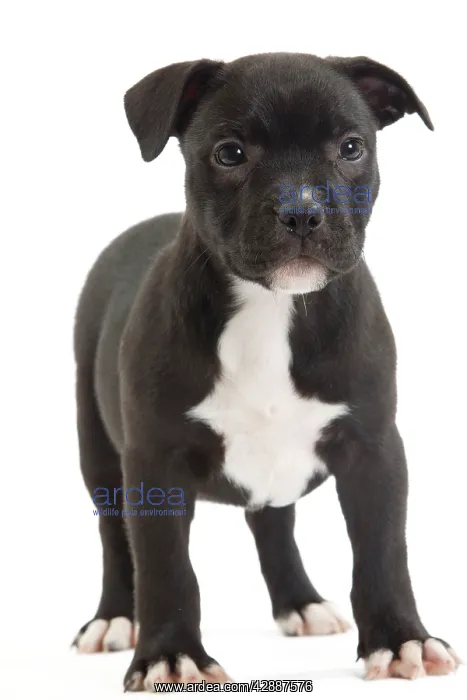  : Dog - Staffordshire Bull Terrier - puppy