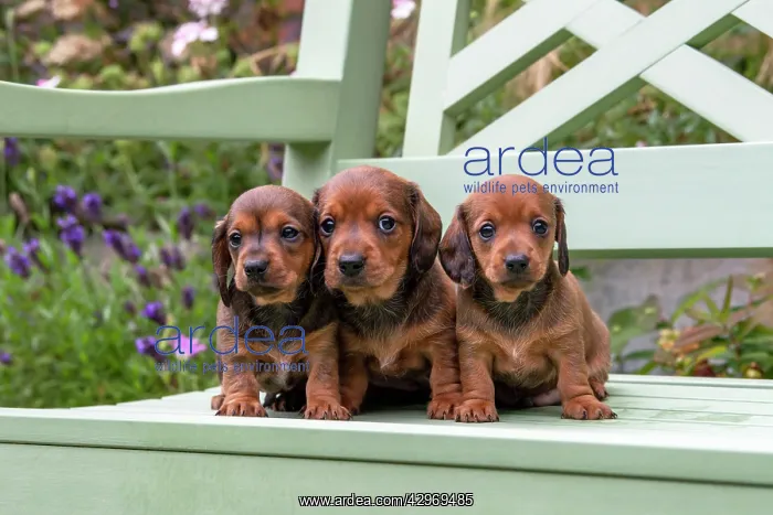 : DOG. Standard Dachshund puppies, 6 weeks old, X3 sitting tog : DOG. Standard Dachshund puppies, 6 weeks old, X3 sitting tog