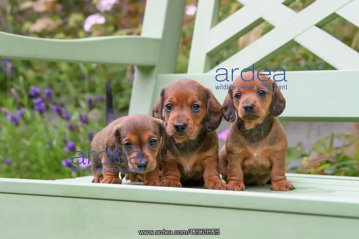 : DOG. Standard Dachshund puppies, 6 weeks old, X3 sitting tog : DOG. Standard Dachshund puppies, 6 weeks old, X3 sitting tog