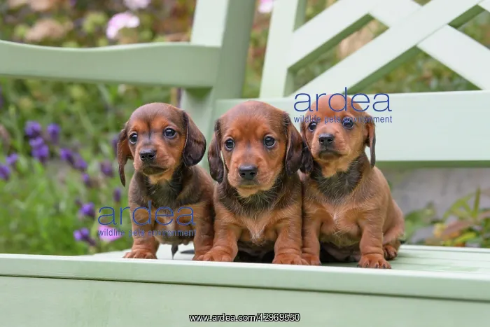 : DOG. Standard Dachshund puppies, 6 weeks old, X3 sitting tog : DOG. Standard Dachshund puppies, 6 weeks old, X3 sitting tog