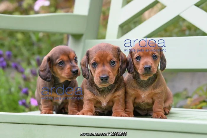 : DOG. Standard Dachshund puppies, 6 weeks old, X3 sitting tog : DOG. Standard Dachshund puppies, 6 weeks old, X3 sitting tog