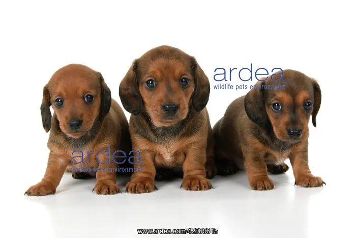 : DOG. Standard Dachshund puppies, 6 weeks old, X2 sitting tog : DOG. Standard Dachshund puppies, 6 weeks old, X2 sitting tog