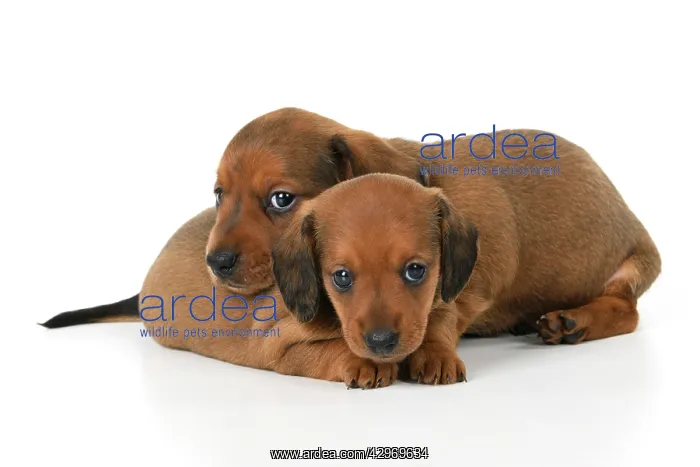 : DOG. Standard Dachshund puppies, 6 weeks old, X2 laying toge : DOG. Standard Dachshund puppies, 6 weeks old, X2 laying toge