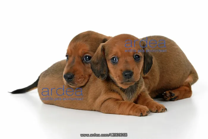 : DOG. Standard Dachshund puppies, 6 weeks old, X2 laying toge : DOG. Standard Dachshund puppies, 6 weeks old, X2 laying toge