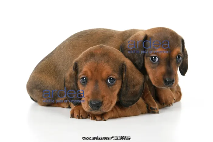 : DOG. Standard Dachshund puppies, 6 weeks old, X2 laying toge : DOG. Standard Dachshund puppies, 6 weeks old, X2 laying toge