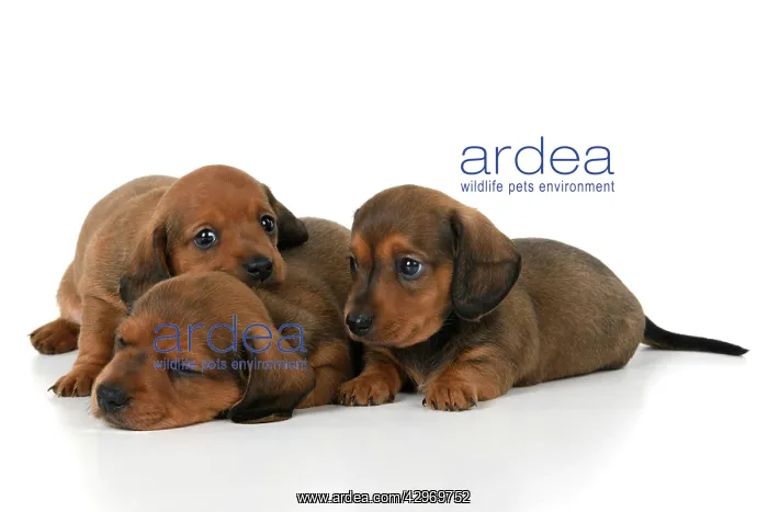 : DOG. Standard Dachshund puppies, 6 weeks old, X3 laying toge : DOG. Standard Dachshund puppies, 6 weeks old, X3 laying toge
