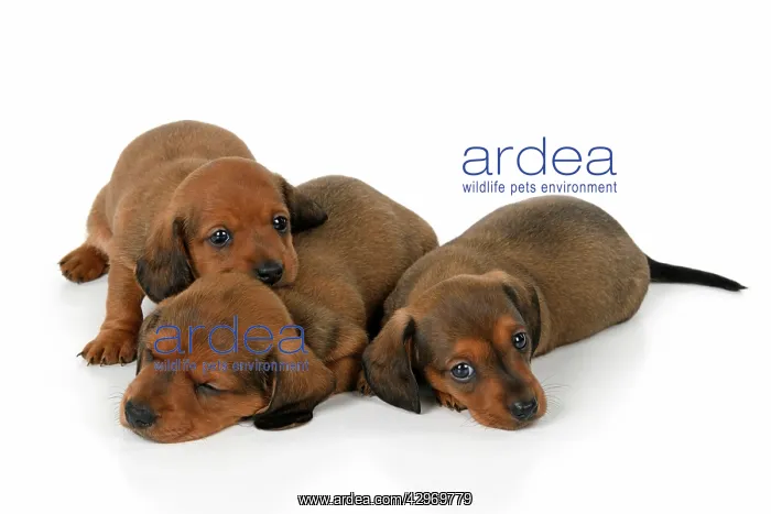 : DOG. Standard Dachshund puppies, 6 weeks old, X3 laying toge : DOG. Standard Dachshund puppies, 6 weeks old, X3 laying toge