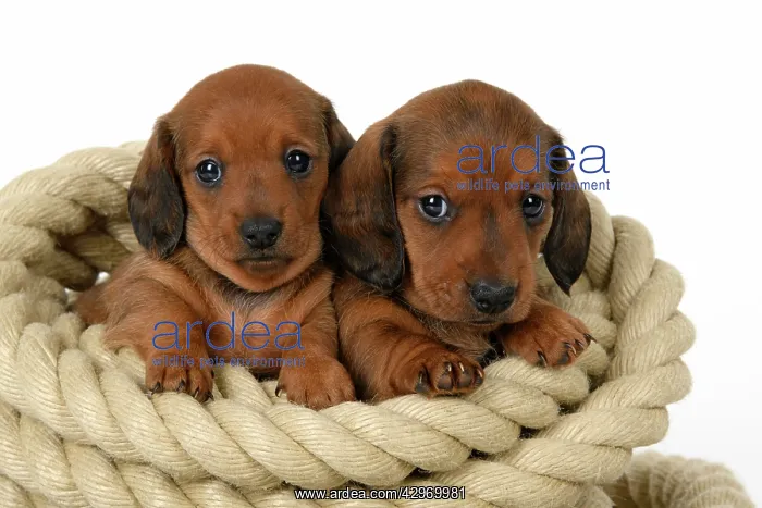 : DOG. Standard Dachshund puppies, 6 weeks old, X2 sitting in : DOG. Standard Dachshund puppies, 6 weeks old, X2 sitting in