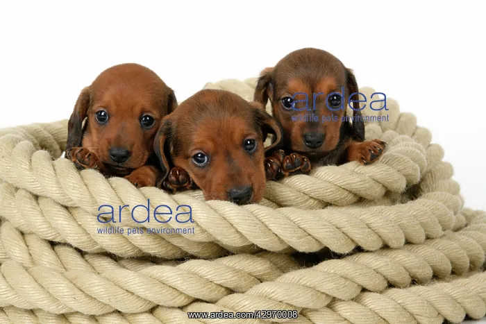 : DOG. Standard Dachshund puppies, 6 weeks old, X3 sitting in : DOG. Standard Dachshund puppies, 6 weeks old, X3 sitting in