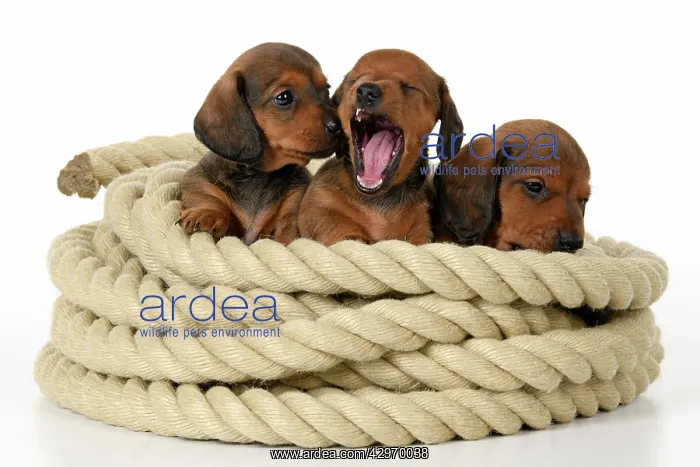 : DOG. Standard Dachshund puppies, 6 weeks old, X3 sitting in : DOG. Standard Dachshund puppies, 6 weeks old, X3 sitting in