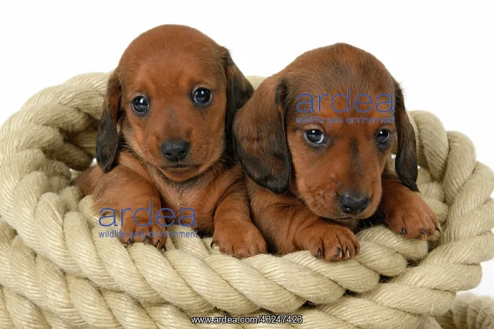 : DOG. Standard Dachshund puppies, 6 weeks old, X2 sitting in : DOG. Standard Dachshund puppies, 6 weeks old, X2 sitting in