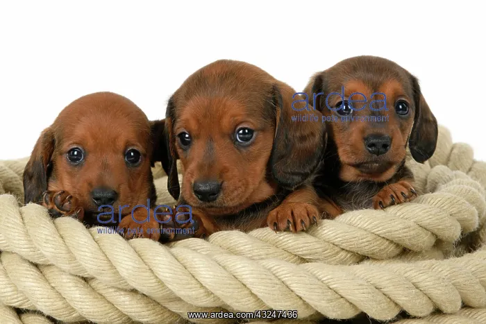 : DOG. Standard Dachshund puppies, 6 weeks old, X3 sitting in : DOG. Standard Dachshund puppies, 6 weeks old, X3 sitting in