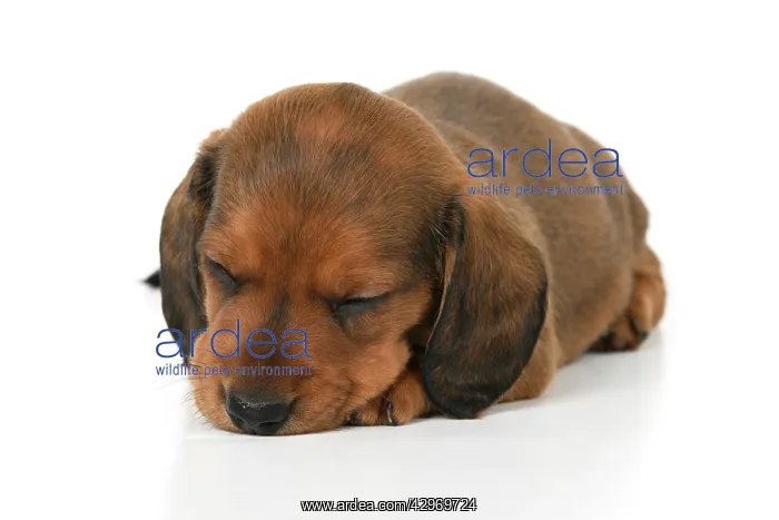 : DOG. Standard Dachshund puppy, 6 weeks old, laying, sleepin : DOG. Standard Dachshund puppy, 6 weeks old, laying, sleepin