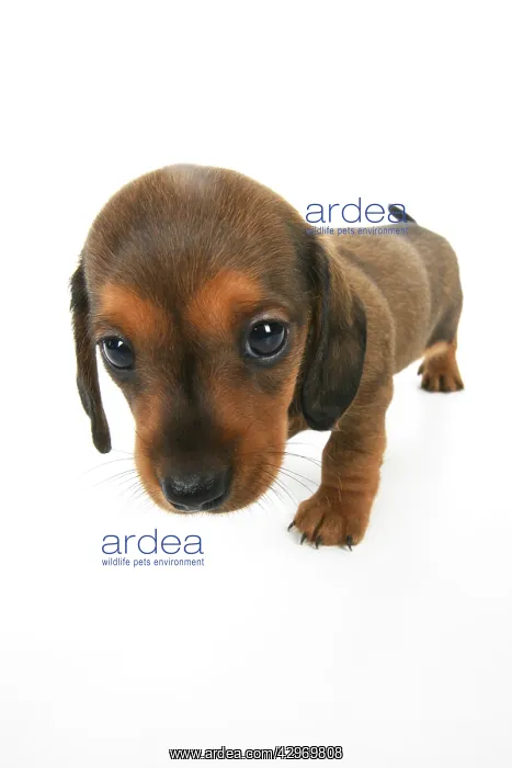 : DOG. Standard Dachshund puppy, 6 weeks old, wide angle, stud : DOG. Standard Dachshund puppy, 6 weeks old, wide angle, stud