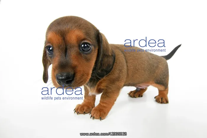 : DOG. Standard Dachshund puppy, 6 weeks old, wide angle, stud : DOG. Standard Dachshund puppy, 6 weeks old, wide angle, stud