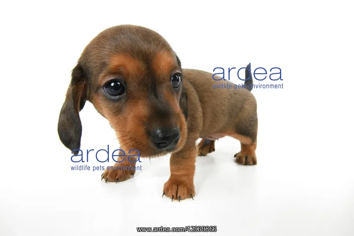 : DOG. Standard Dachshund puppy, 6 weeks old, wide angle, stud : DOG. Standard Dachshund puppy, 6 weeks old, wide angle, stud