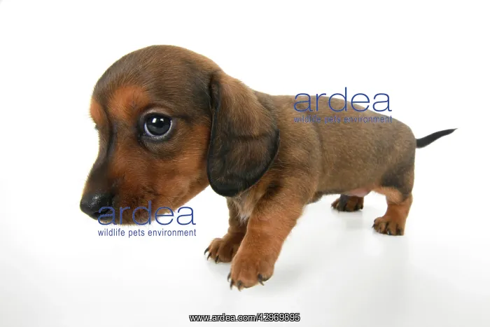 : DOG. Standard Dachshund puppy, 6 weeks old, wide angle, stud : DOG. Standard Dachshund puppy, 6 weeks old, wide angle, stud