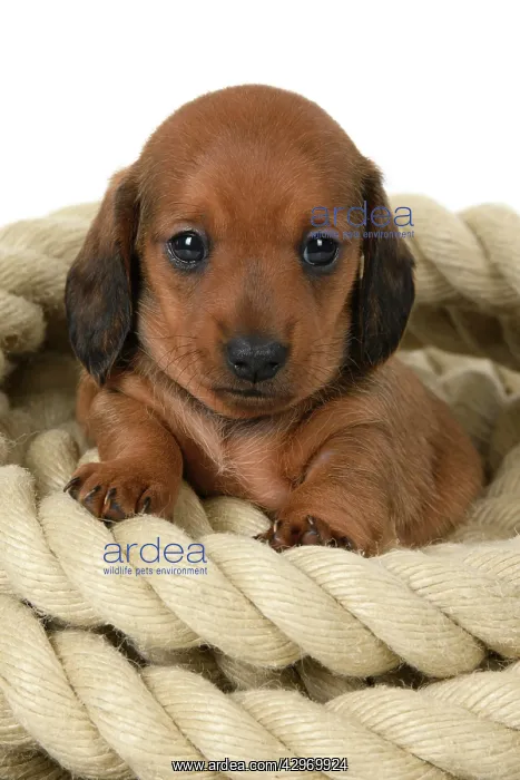 : DOG. Standard Dachshund puppy, 6 weeks old, sitting in a rol : DOG. Standard Dachshund puppy, 6 weeks old, sitting in a rol
