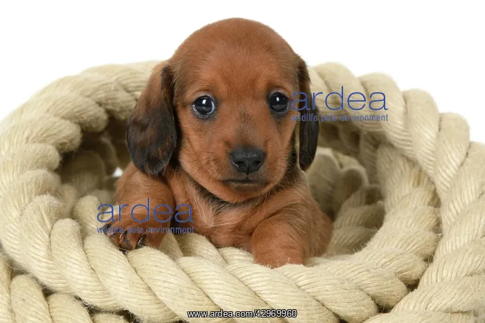 : DOG. Standard Dachshund puppy, 6 weeks old, sitting in a rol : DOG. Standard Dachshund puppy, 6 weeks old, sitting in a rol