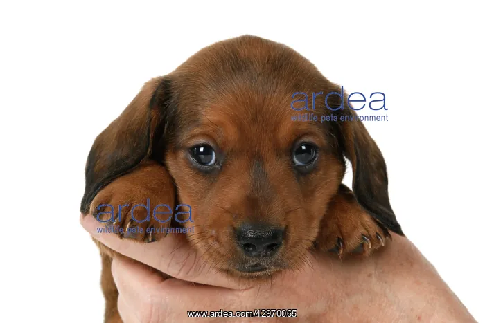 : DOG. Standard Dachshund puppy, 6 weeks old, held in hands, s : DOG. Standard Dachshund puppy, 6 weeks old, held in hands, s