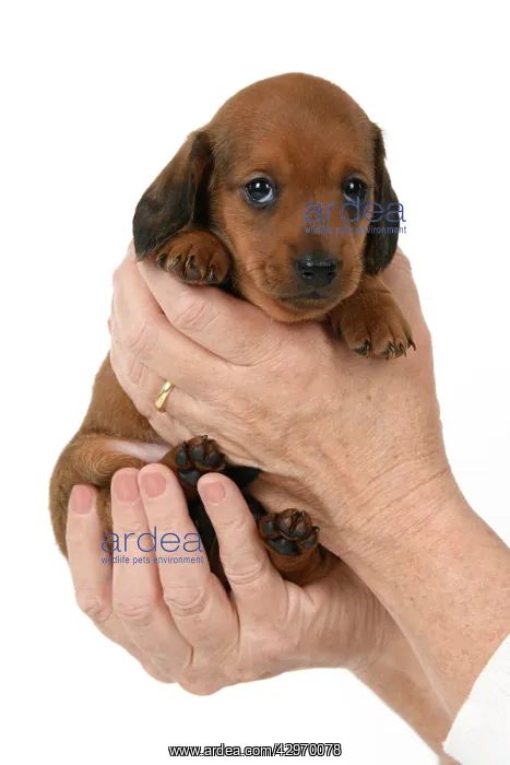 : DOG. Standard Dachshund puppy, 6 weeks old, held in hands, s : DOG. Standard Dachshund puppy, 6 weeks old, held in hands, s
