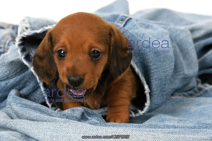 : DOG. Standard Dachshund puppy, 6 weeks old, sleepy, laying o : DOG. Standard Dachshund puppy, 6 weeks old, sleepy, laying o