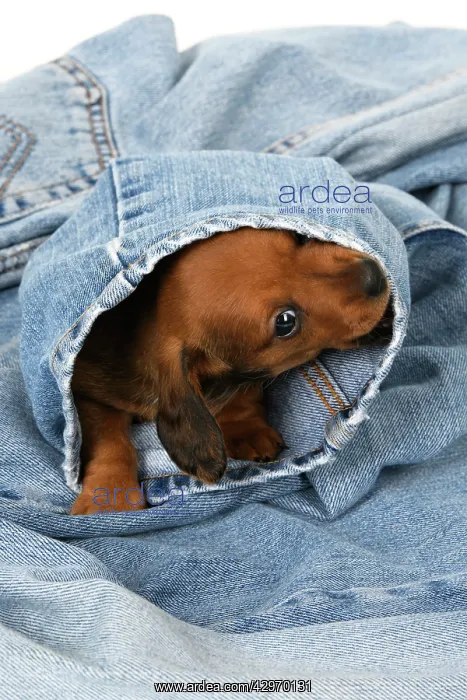 : DOG. Standard Dachshund puppy, 6 weeks old, in denim jeans : DOG. Standard Dachshund puppy, 6 weeks old, in denim jeans