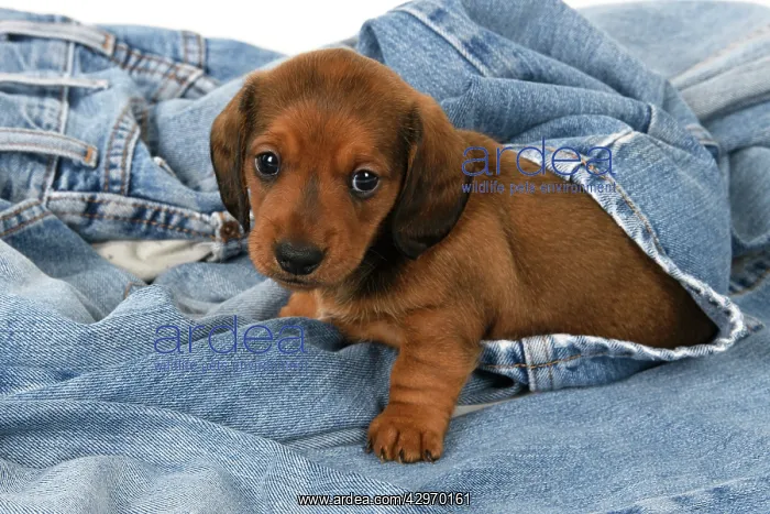 : DOG. Standard Dachshund puppy, 6 weeks old, in denim jeans : DOG. Standard Dachshund puppy, 6 weeks old, in denim jeans