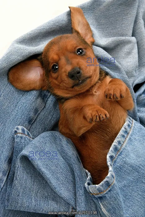 : DOG. Standard Dachshund puppy, 6 weeks old, in denim jeans : DOG. Standard Dachshund puppy, 6 weeks old, in denim jeans