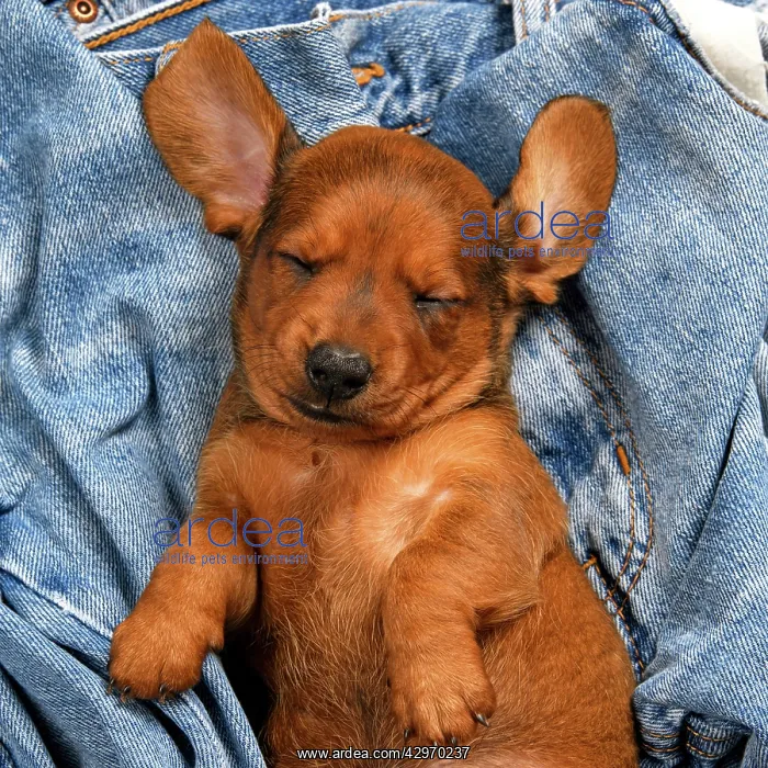 : DOG. Standard Dachshund puppy, 6 weeks old, sleepy, laying o : DOG. Standard Dachshund puppy, 6 weeks old, sleepy, laying o