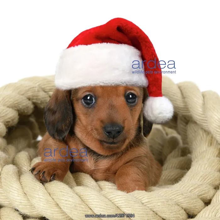 : DOG. Standard Dachshund puppy, 6 weeks old, sitting in a rol : DOG. Standard Dachshund puppy, 6 weeks old, sitting in a rol