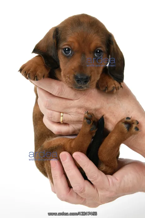 : DOG. Standard Dachshund puppy, 6 weeks old, held in hands, s : DOG. Standard Dachshund puppy, 6 weeks old, held in hands, s