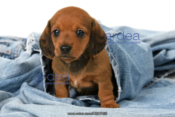 : DOG. Standard Dachshund puppy, 6 weeks old, sleepy, in denim : DOG. Standard Dachshund puppy, 6 weeks old, sleepy, in denim
