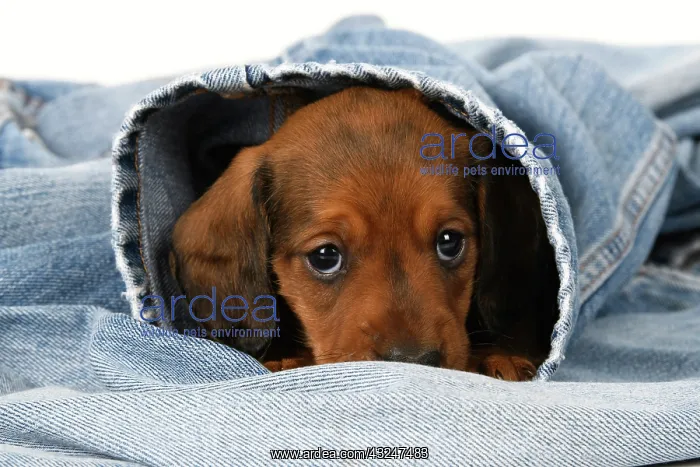 : DOG. Standard Dachshund puppy, 6 weeks old, sleepy, in denim : DOG. Standard Dachshund puppy, 6 weeks old, sleepy, in denim