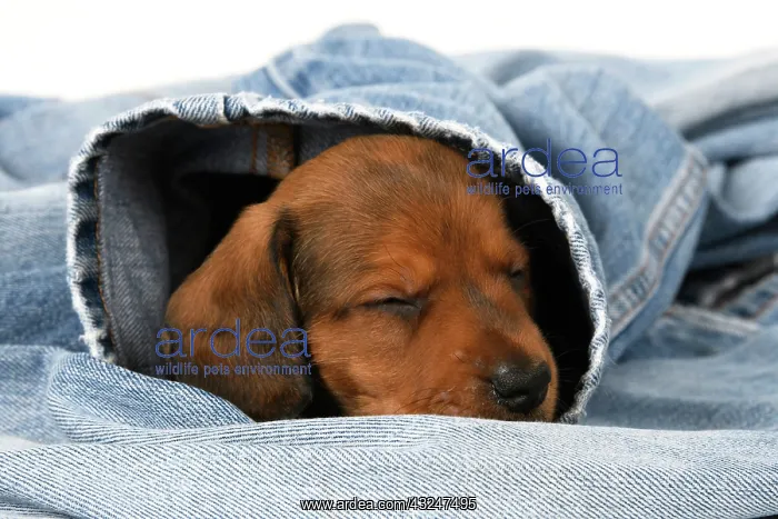 : DOG. Standard Dachshund puppy, 6 weeks old, sleepy, in denim : DOG. Standard Dachshund puppy, 6 weeks old, sleepy, in denim