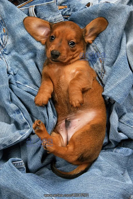 : DOG. Standard Dachshund puppy, 6 weeks old, sleepy, laying o : DOG. Standard Dachshund puppy, 6 weeks old, sleepy, laying o