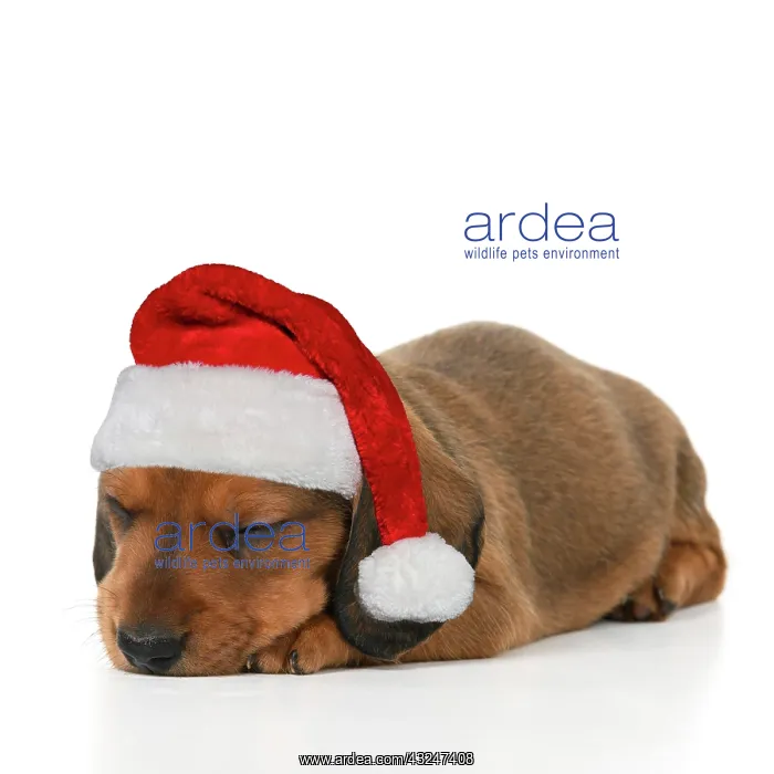 : DOG. Standard Dachshund puppy sleeping wearing a red Santa h : DOG. Standard Dachshund puppy sleeping wearing a red Santa h