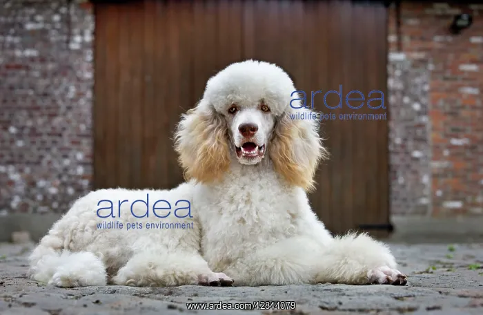  : Dog - Standard Poodle