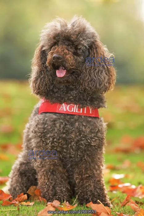  : Dog - Standard Poodle