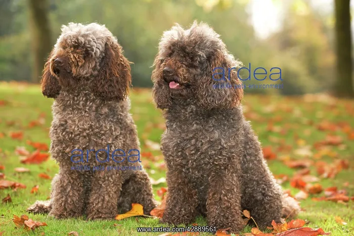  : Dog - two Standard Poodle