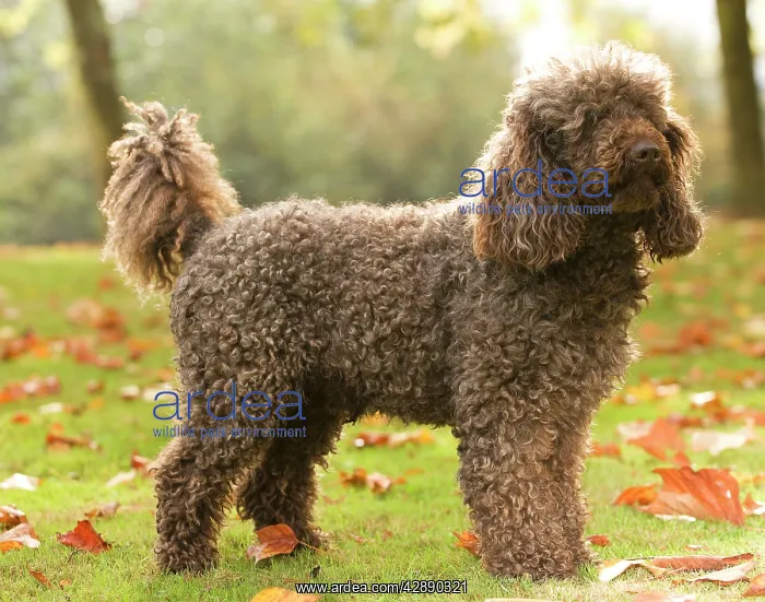  : Dog - Standard Poodle