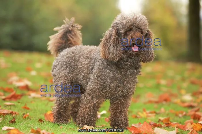  : Dog - Standard Poodle