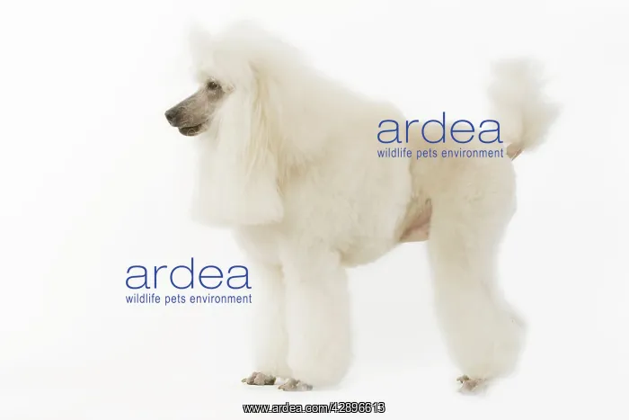 : Dog - Standard Poodle : Dog - Standard Poodle
