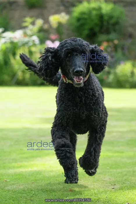 : DOG. Standard Poodle (black ) running in a garden : DOG. Standard Poodle (black ) running in a garden