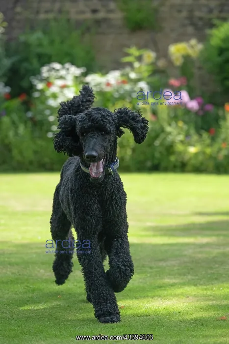 : DOG. Standard Poodle (black ) running in a garden : DOG. Standard Poodle (black ) running in a garden